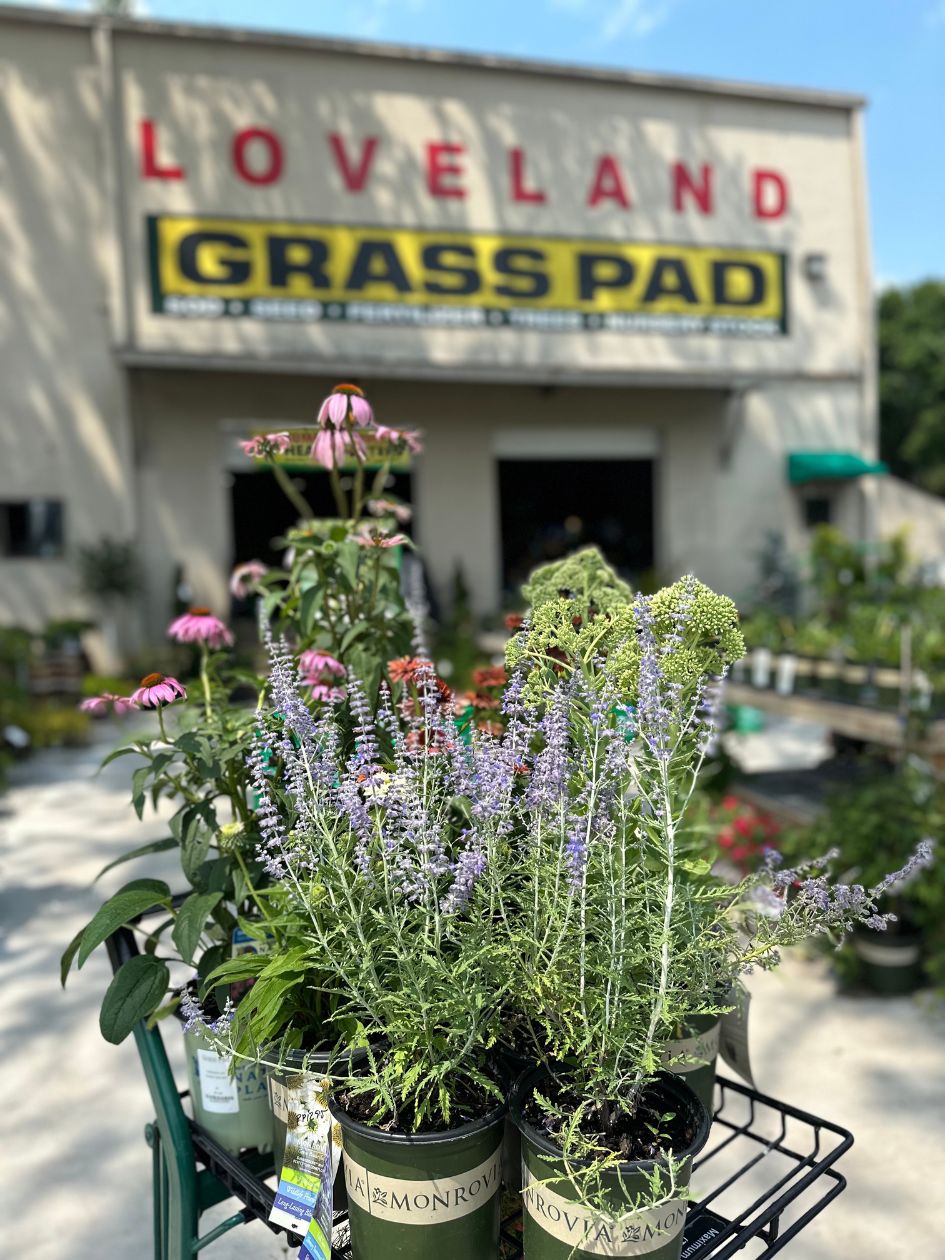 a cart full of native nebraska grasses and flowers at Grass Pad in Omaha. 